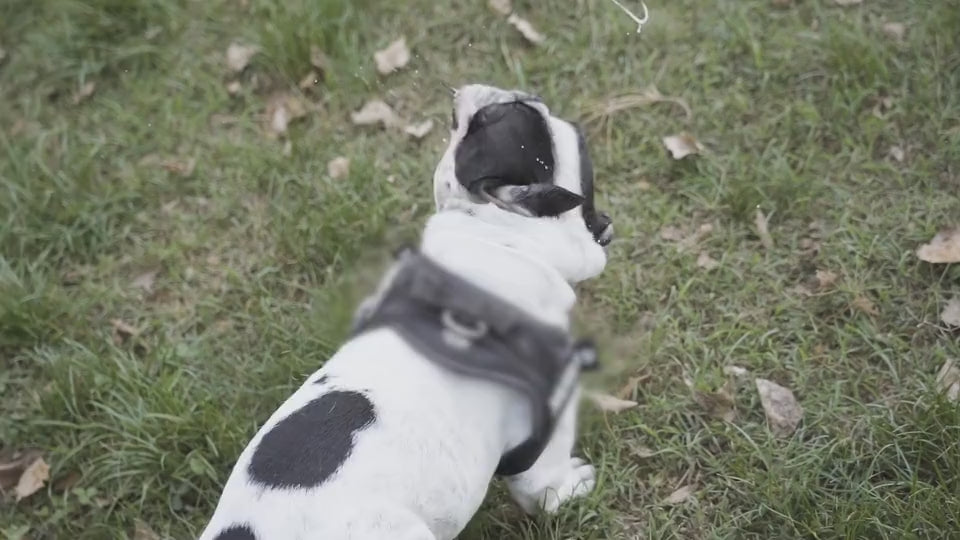 Charger la vidéo : 
